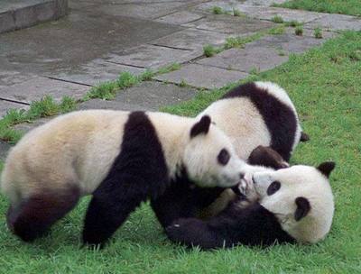 大熊猫是熊还是猫