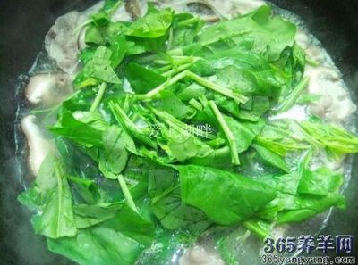 羊肉汤里放菠菜可以吗