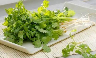 怀孕不能吃香菜