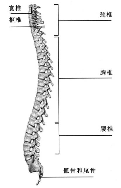 尾椎骨旁边疼是怎么回事