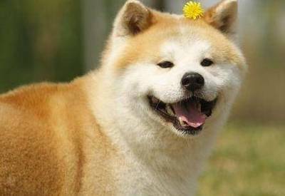 属狗人运势