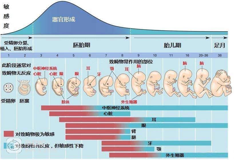 胎儿发育过程