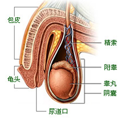 附睾囊肿怎么治疗