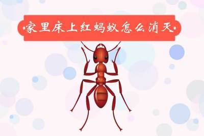 家里为什么会有红蚂蚁