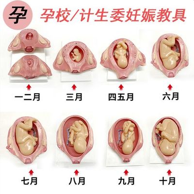 胎儿发育过程