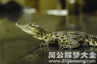 孕妇梦见小鳄鱼