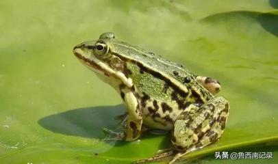 梦见蝗虫爬到自己身上