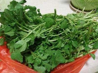 治咳嗽的菜