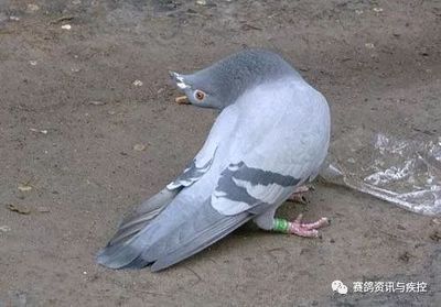 鸽子歪脖子怎么治疗