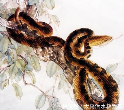 属龙和属蛇的配吗