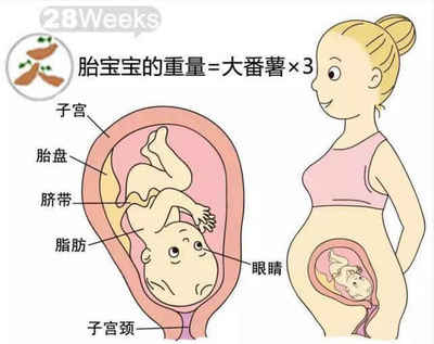 怀孕初期可以坐车3小时
