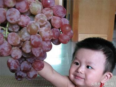 一岁宝宝能不能吃葡萄