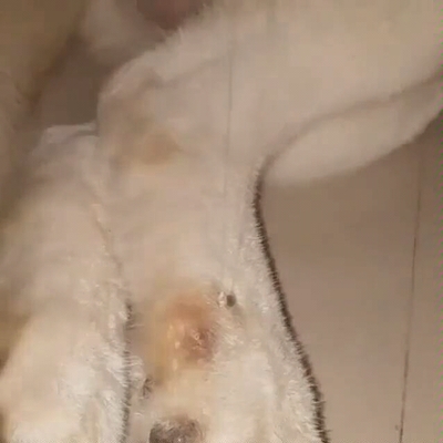 孕妇梦见鸡腿