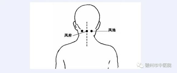 颈与项的区别