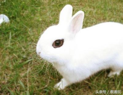 兔今日运势
