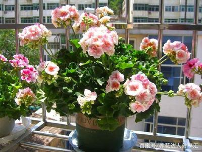 室内适合养的花