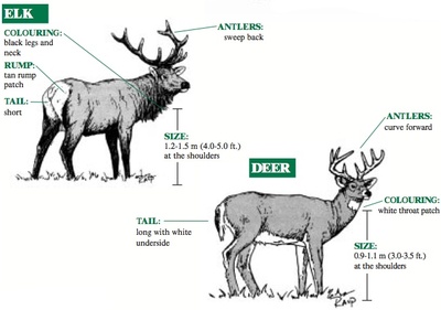 驯鹿和麋鹿的区别是什么