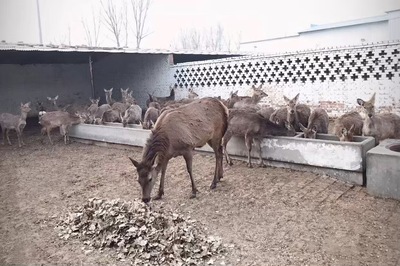 养鹿犯法吗