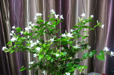 适合养在卧室的花