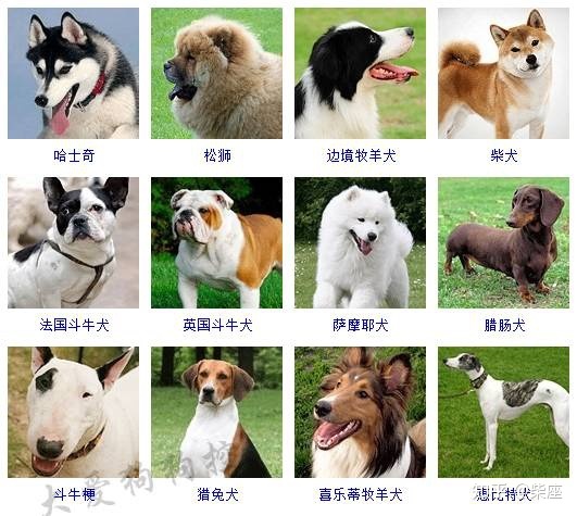 六个月萨摩耶体重标准