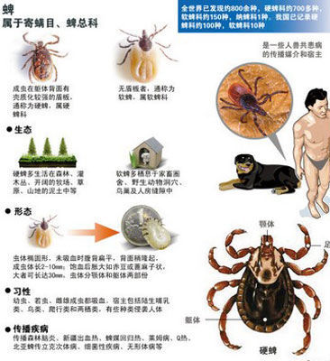 蜱虫咬人后怎么治疗