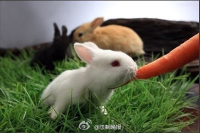 怀孕了可以吃兔肉吗