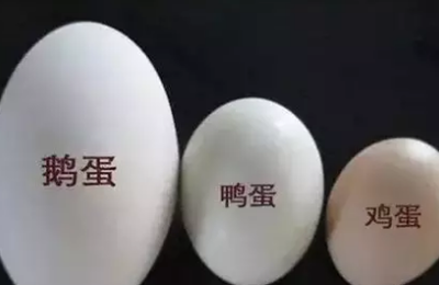孕妇能吃鹅蛋吗