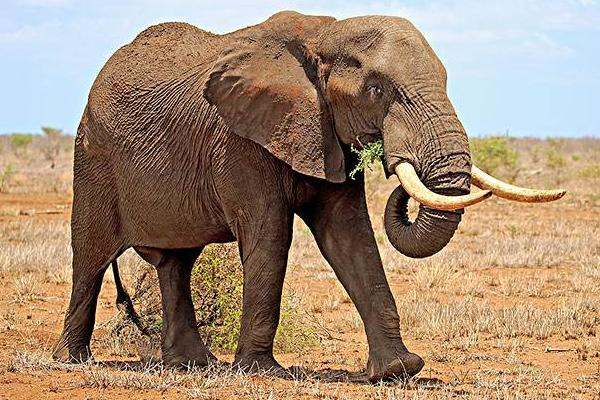 大象的种类有多少种
