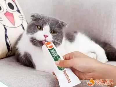 怀孕的猫会吐吗