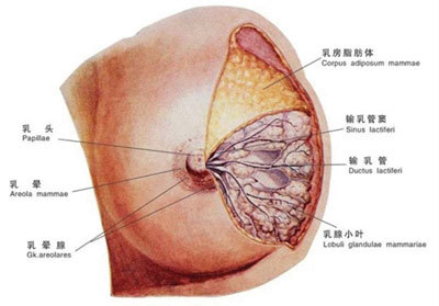 乳腺癌切除大约多少钱