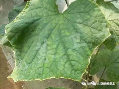缺钾是怎么回事