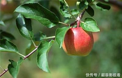 苹果在古代称为什么