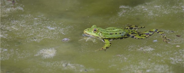 青蛙为什么要冬眠