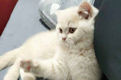 猫多久可以怀孕