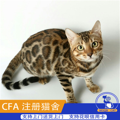 金钱豹猫有多少斤