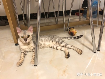 为什么养猫不容易怀孕
