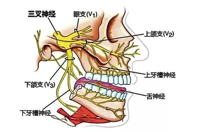 一个牙有多少神经