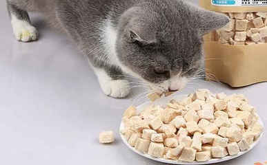 2个月的小猫吃什么