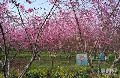 菊花碧桃（又称为碧桃树）的美丽图片及详细信息