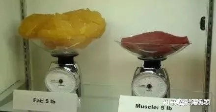 脂肪能转化成肌肉吗?脂肪真的可以通过运动转化为肌肉吗?