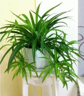 适合养在卫生间的植物