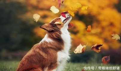 天上有什么生肖