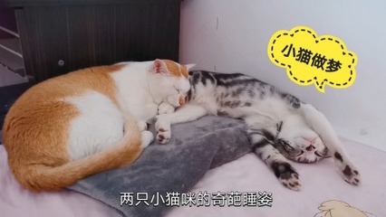 做梦梦见小猫是什么意思