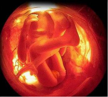怀孕几个月能看出来男女