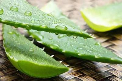 什么植物祛斑效果最好