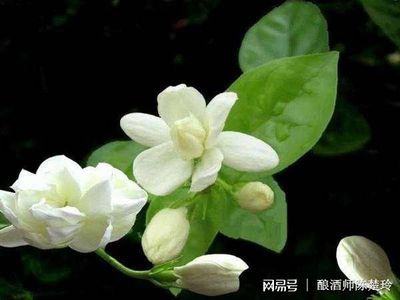 玉兰花酒的制作方法及功效