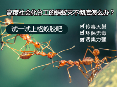 家里怎么会有蚂蚁