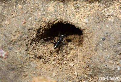 如何用蚂蚁洞辨别方向