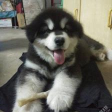 幼犬挑几月的好