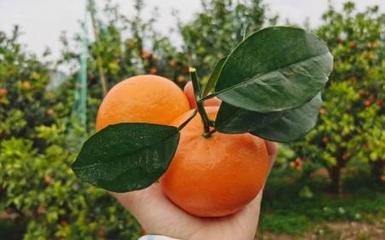 芦柑孕妇可以吃吗
